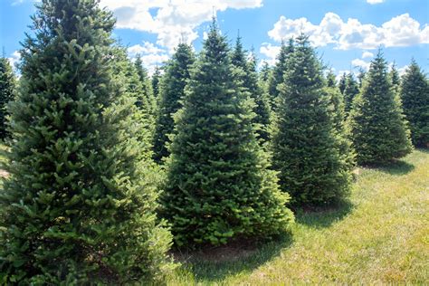 Korean Fir Christmas Tree — Advent Christmas Tree Farm, LLC