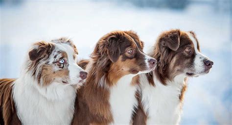 Herding Dogs Discover 16 Super Smart Herding Dog Breeds