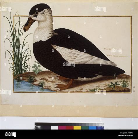Menagerie Royale De Versailles Hi Res Stock Photography And Images Alamy