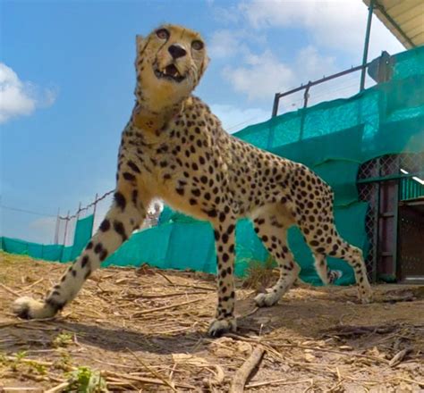 Cheetahs from Namibia enjoy 1st meal in India, appear playful - Rediff