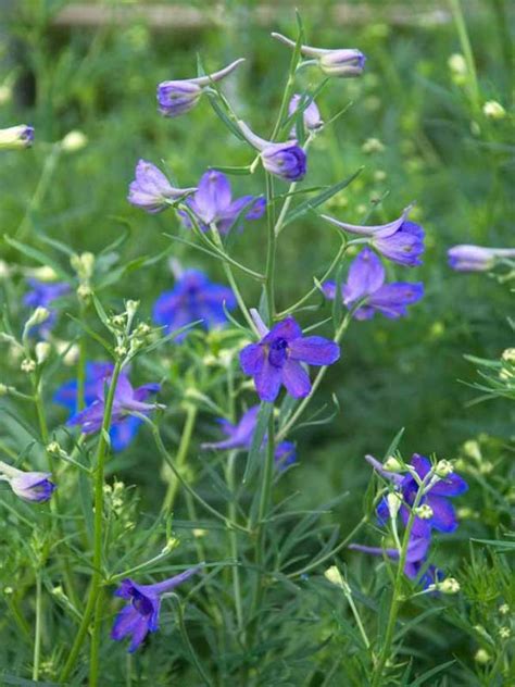 Delphinium Blue Butterfly | Bluestone Perennials