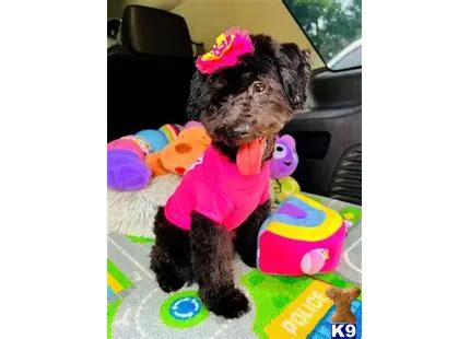 Maltipoo Puppies for Sale - Playful and Loving Companions | K9Stud