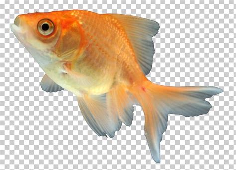 Goldfish Feeder Fish Fauna Orange S A PNG Clipart Bony Fish Fauna