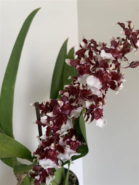 Oncidium Heaven Scent “redolence” Smells Like Chocolate R Orchids