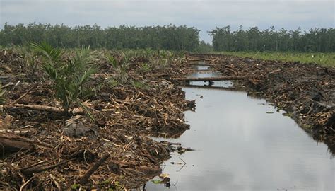 Cara Optimalkan Kelapa Sawit Di Lahan Gambut