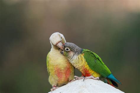 Parrot Breeding | Parrots | Guide | Omlet US