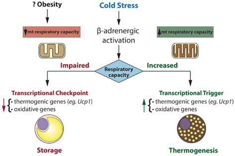 Frontiers Role Of Energy Metabolism In The Brown Fat Gene Program