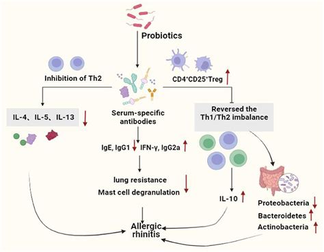 Frontiers Effect Of Probiotics On Respiratory Tract Allergic Disease