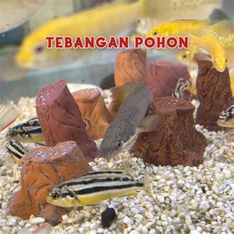 Jual Hiasan Aquarium Dekorasi Mini Paling Murah Shopee Indonesia