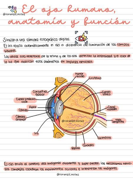 El Ojo Humano Anatom A Y Funci N Forensic Notes Udocz