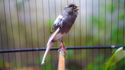 Suara Burung Kenari Gacor Panjang Ini Cepat Buat Kenari Paud Nyaut Mau