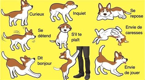 Astuces Pour Tous Ceux Qui Veulent Mieux Comprendre Leur Chien