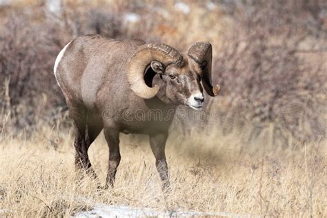 Colorado Rocky Mountain Bighorn Sheep Bighorn Ram Stock Image Image