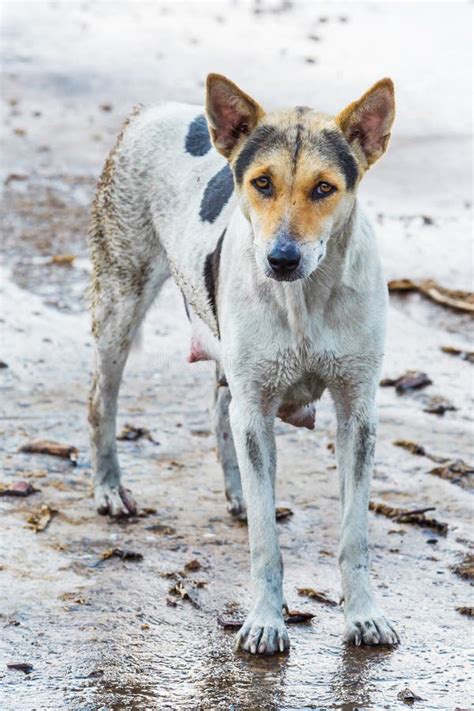 Dirty dog stock photo. Image of canine, lost, hungry - 30840302