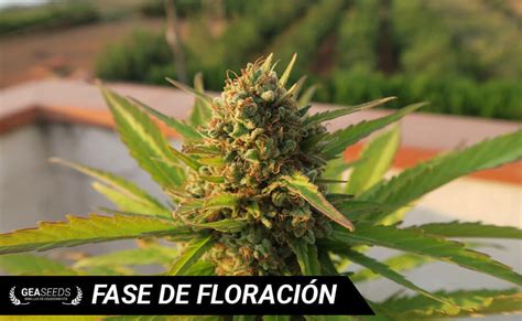 La fase de floración en la marihuana