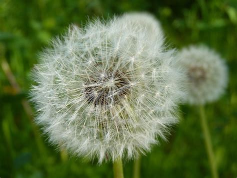 Dandelion Nature Seeds Free Photo On Pixabay Pixabay