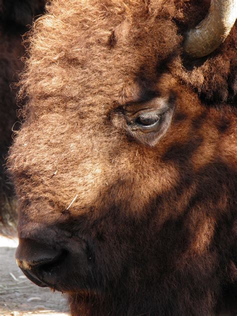 Free Images Wildlife Mane Fauna Lion Close Up Animals Head