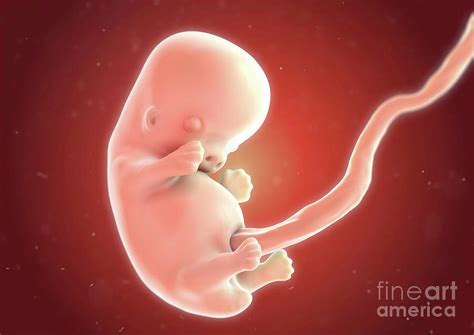 Human Fetus At 8 Weeks Photograph By Medical Graphics Michael Hoffmann Science Photo Library