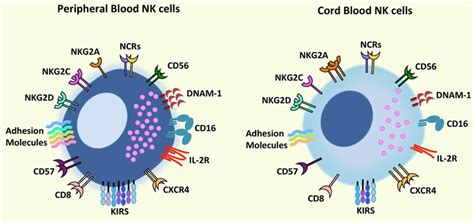 Frontiers Umbilical Cord Blood Natural Killer Cells Their