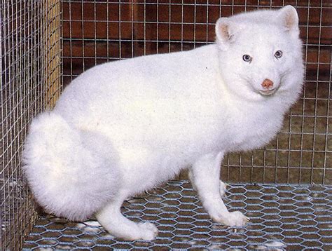 All Albino Animals: Albino Arctic Fox | White Arctic Fox.