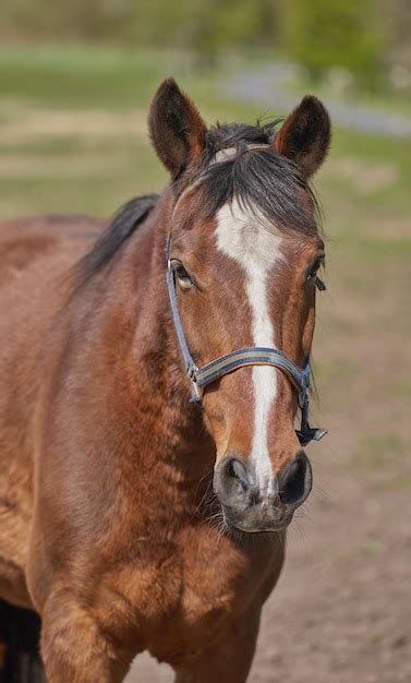 Uma Telefoto De Um Belo Cavalo Close Do Focinho De Um Cavalo Marrom