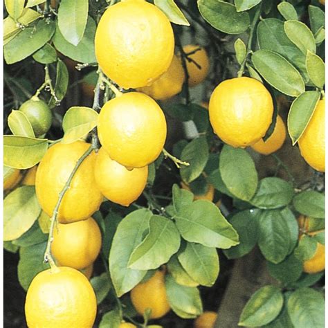 Monrovia 3 58 Gallon Meyer Lemon Tree L4684 At