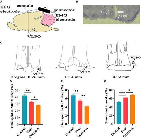 Frontiers Neural Pathways From Hypothalamic Orexin Neurons To The