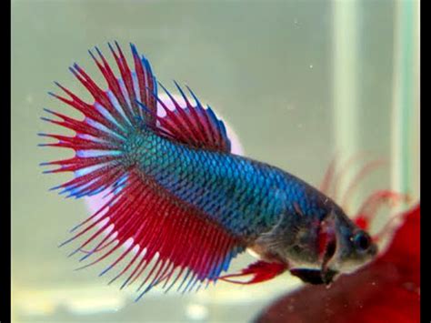 Betta Hembra Crowntail Green Fire Bettarea