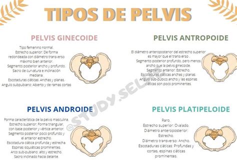 4 Tipos De Pelvis Image To U