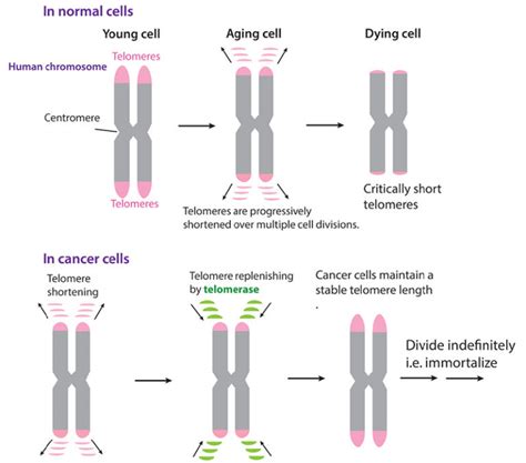 Long Sought Structure Of Telomerase Paves Way For Drugs For Aging