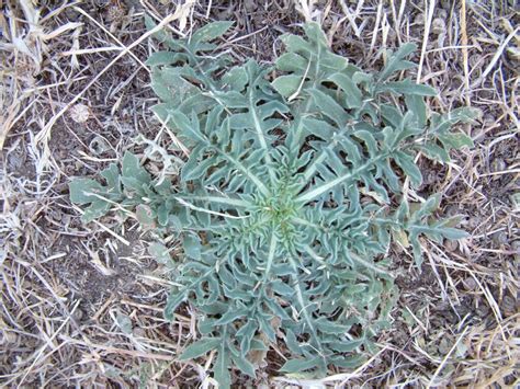 Rhaponticum Repens Profile California Invasive Plant Council