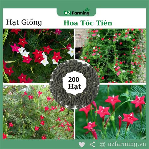 Hạt Giống Hoa Tóc Tiên Hoa Sao Dễ Trồng Dễ Chăm Gói 200 Hạt Az