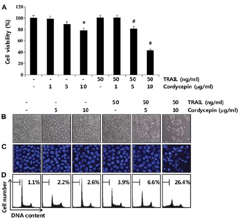 Effects Of Cordycepin And Trail On Cell Proliferation In Hep B Cells