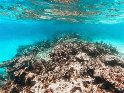 Great Barrier Reef In Australien Neue Massenbleiche Wegen Hoher