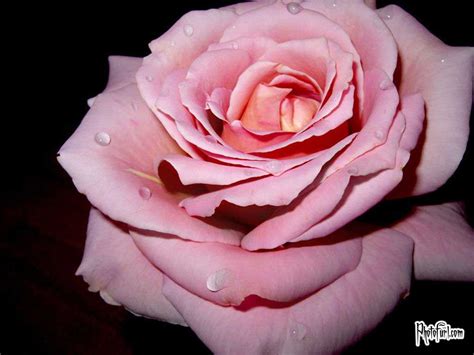 Light Pink Rose Background Wallpaper