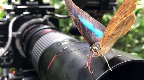 Sex Lies And Butterflies Filming Beautiful Butterfly Footage With