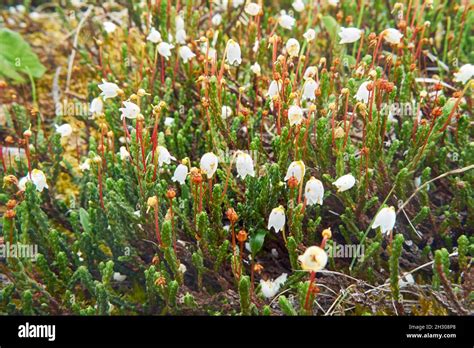 Flower Arctic Bell Heather Cassiope Tetragona In Natural Yakutia