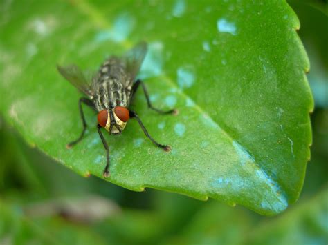 Free Images Nature Flower Fly Green Insect Botany Fauna