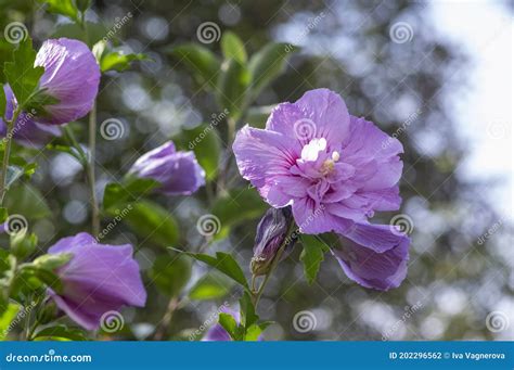 Hibiscus Syriacus Korean Rose Or Syrian Ketmia Shrub In Bloom Rose