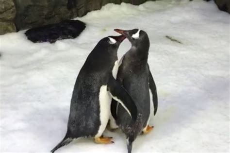 Gay Penguin Power Couple Fostering Second Egg At Sydney Aquarium