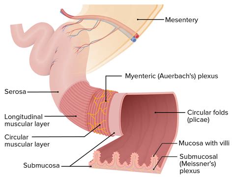 Intestino Delgado Anatom A Concise Medical Knowledge