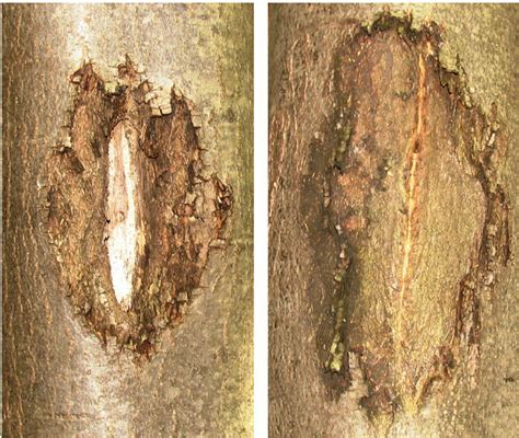 Callusing Left And Callused Right Chestnut Blight Cankers After