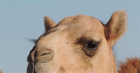 Gecko With Canon Happy Camel