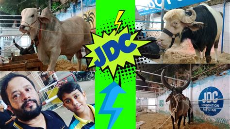 Shahid Afridi Donate Biggest Sibi To JDC Live Sibi Bull At Jdc