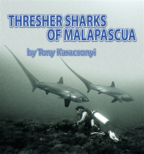 THRESHER SHARKS OF MALAPASCUA