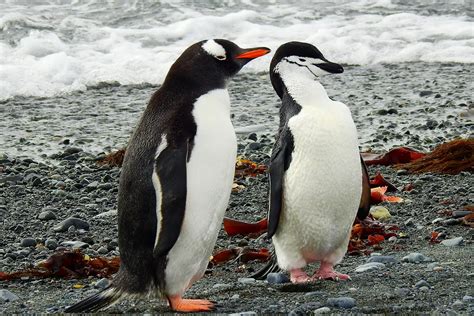 Cruises To Elephant Island Cruising Antarctica Royal Caribbean Cruises