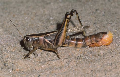 Two-striped Grasshopper Photograph by Harry Rogers - Fine Art America