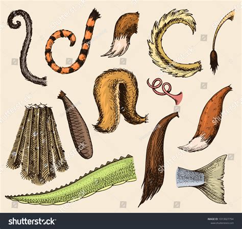 tail images stock  vectors shutterstock