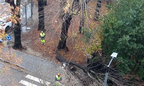 Vento Forte In Tutta La Provincia Di Varese Alberi Caduti E Blackout