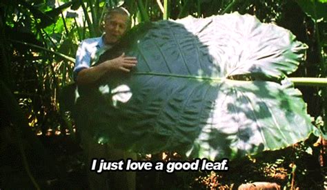 Leaf GIF - Find & Share on GIPHY